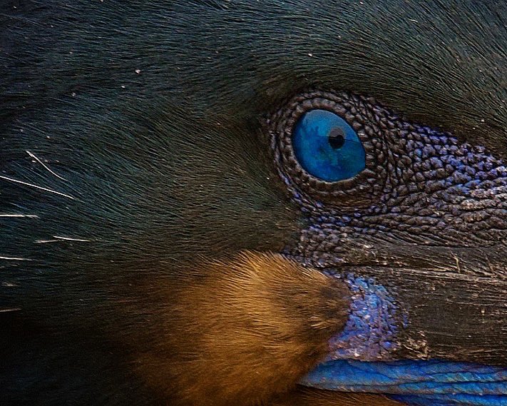 incidental naturalist tweet media