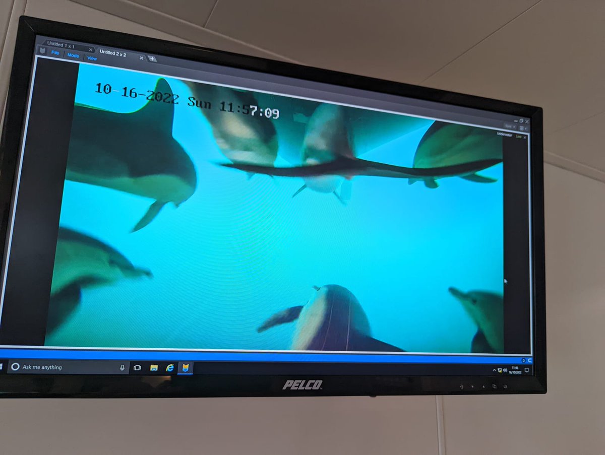 It's getting crowded down there! Seven common #dolphins swimming underneath the #RVTomCrean