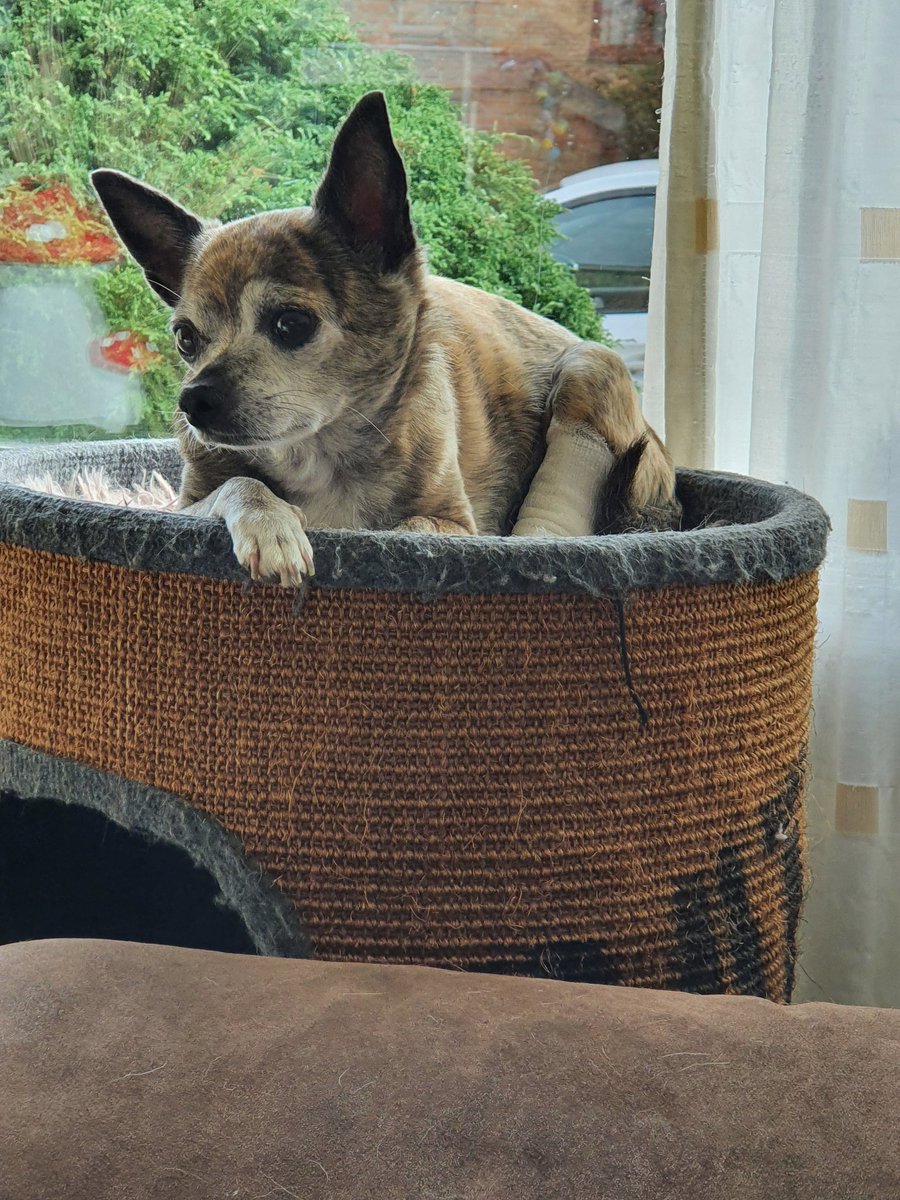 kawwana's tweet photo. A year without you. I miss you so much my little girl.
#Ozzie #DogsOnTwitter #loveForDog #heartbroken https://t.co/Pthug67qK9