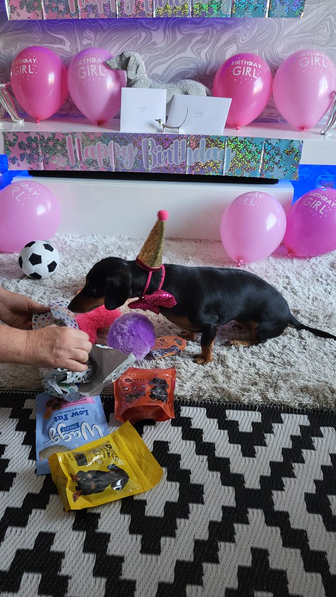 Millie The Dachshund tweet media