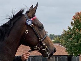 HarratonCourt's tweet photo. An exciting addition to @HarratonCourt 

Puchased by DarryllHolland @Tattersalls1766  yearling sales
Sire Equiano &amp; dam Silca Mistress, winners over 5-7 furlongs
#yearling #rocket #RacehorseInTheMaking #RedgateBloodstockLtd @IrishNatStud 
#KingsStand
#TopClassSprinter https://t.co/RV1BUyCUra
