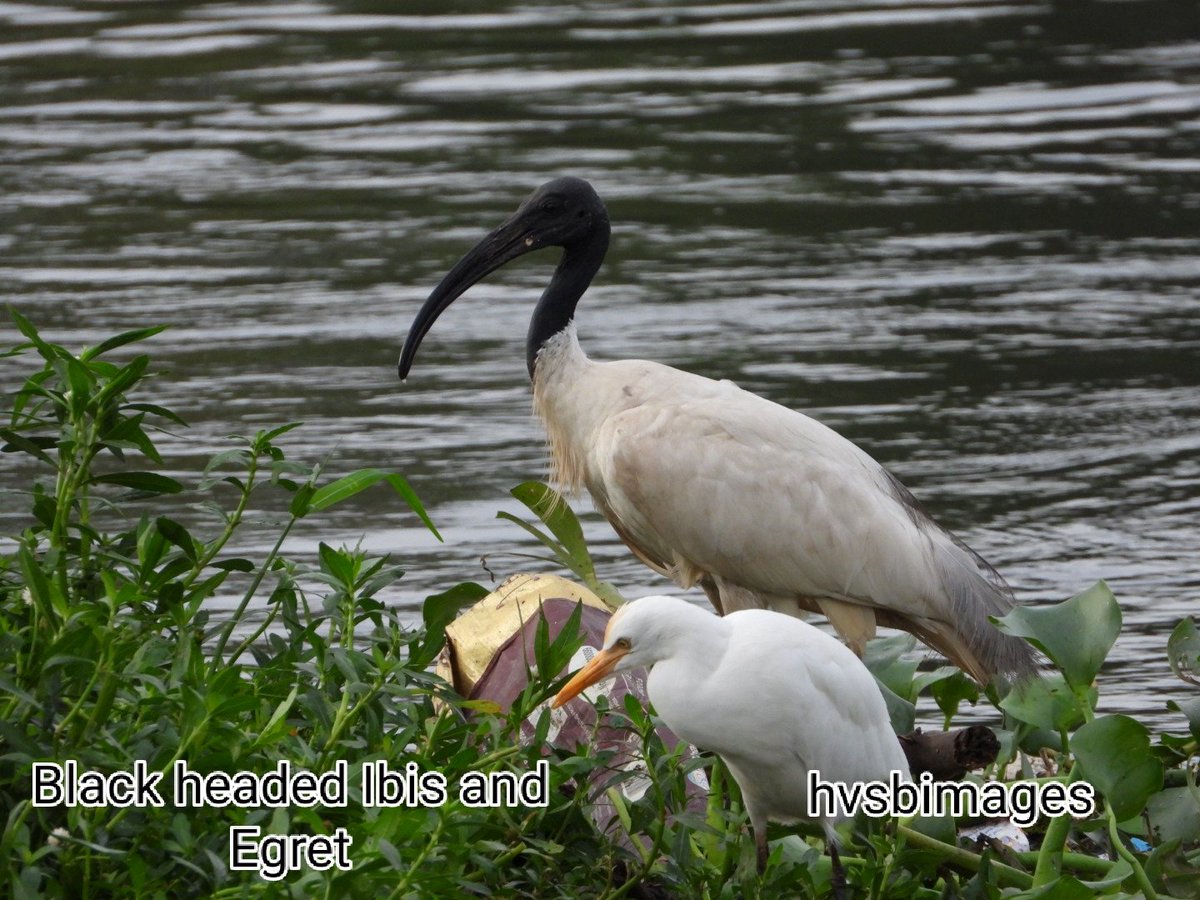 satishbrain's tweet photo. Kalkere lake today was a photographer friendly
#ibis #egret #BirdsPhotography #birdslover #Nikon #Nikonography https://t.co/WWzoZP6iZ8