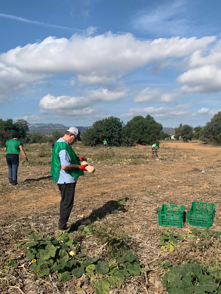 agriculturacat's tweet photo. 🌶 Espigolem de manera simultània a diferents punts del territori: al Parc Agrari del Baix Llobregat, l’Espai Agrari de la Baixa Tordera i al Camp de Tarragona.  

🍏Donem suport a la 2a Marató #JoEspigolo organitzada per @espigoladors
#AprofitaElsAliments
#DiaMundialAlimentació https://t.co/x3RZzatJJG