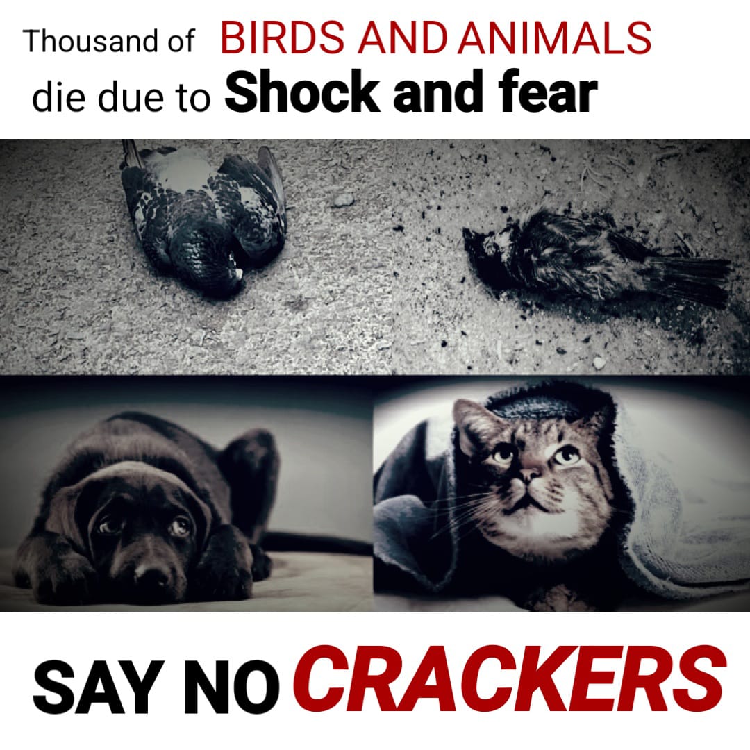 rescuebirds21's tweet photo. Say no to crackers..
@peta 
#rescuebirds https://t.co/KjACDdW0UT