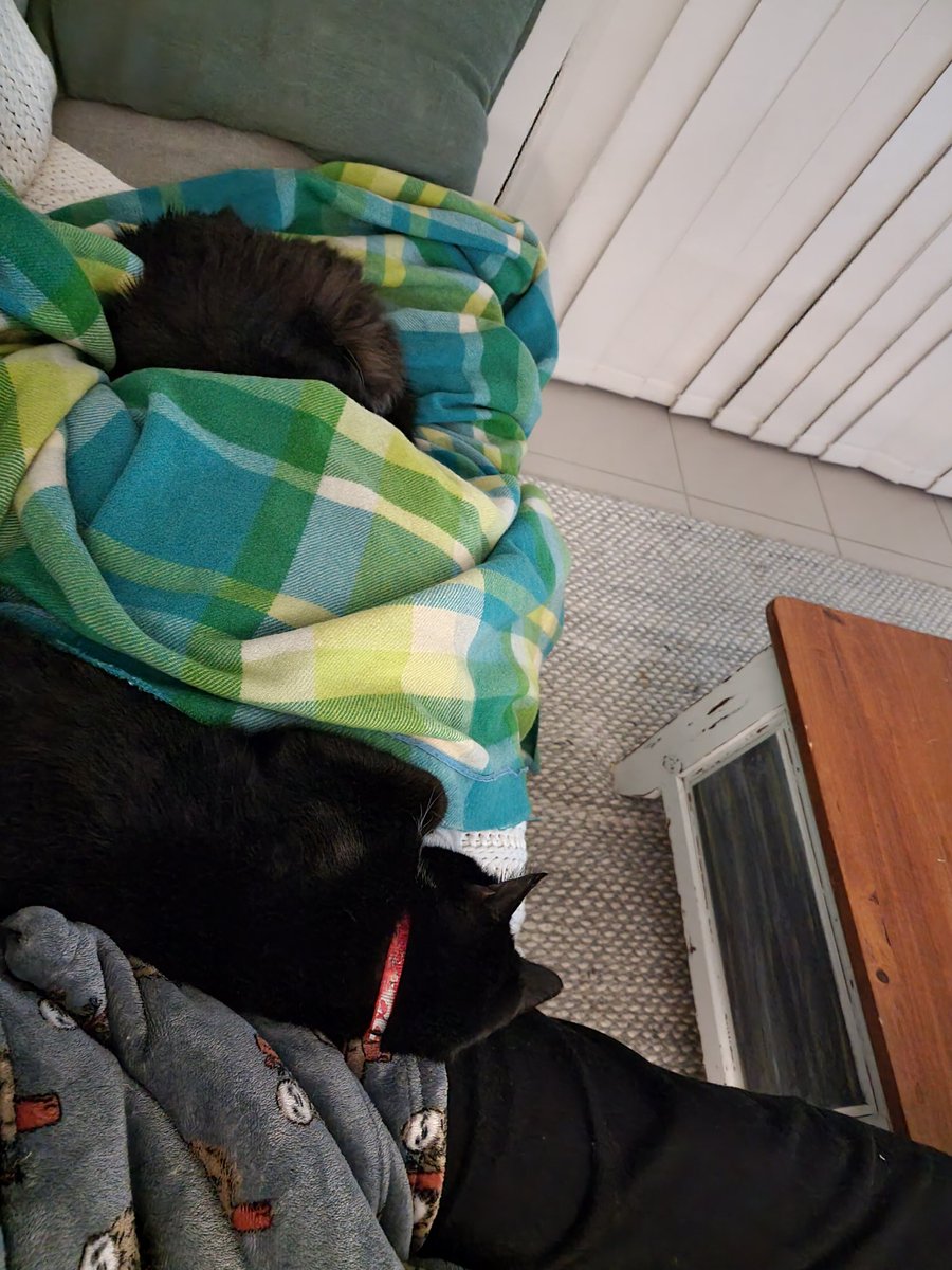 ThatZeeGuy's tweet photo. @imfallfromgrace Floofers sleeping while I watch Assassins Creed.

Logan top (#Wolverine) Marvel
Flash bottom (#Flash) DC

Best of both worlds ❤️

p.s. I'm the sloth 🤣😂🤣 https://t.co/24FY9AXDLR