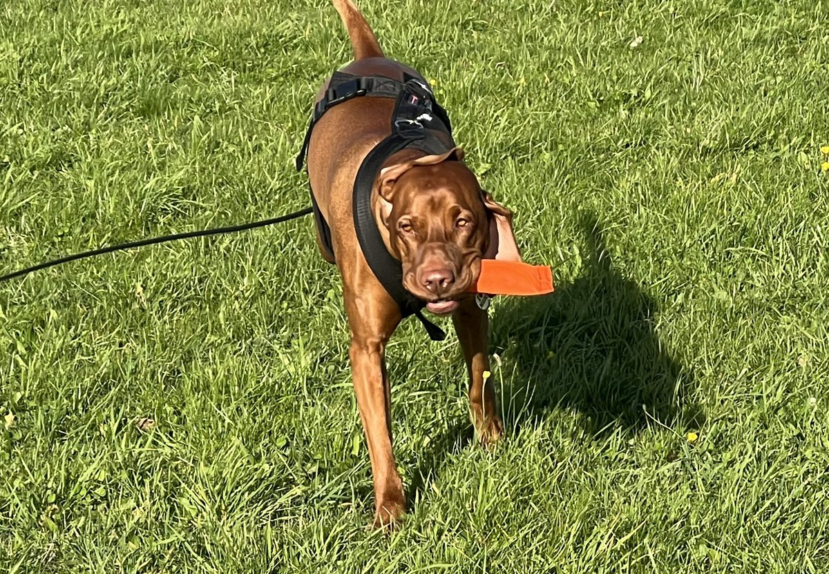 Playin!  #dogs #dogsoftwitter #vizsla