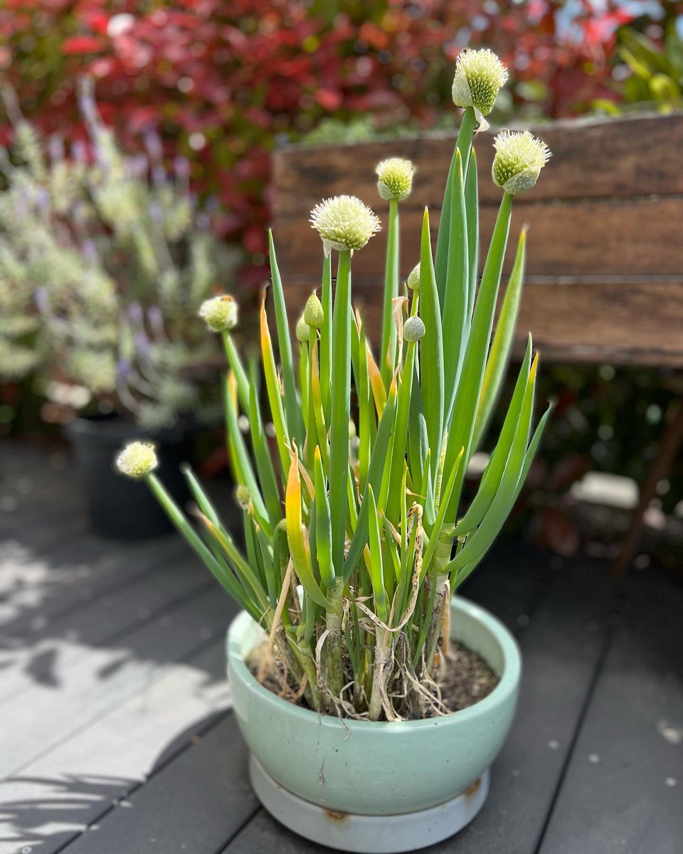 ycjhung's tweet photo. I didn’t know #shallots flower! The bee is enjoying them too #bzz
.
.
#garden #sunnyafternoon #flowering #bee https://t.co/i9KaUKC7Mr