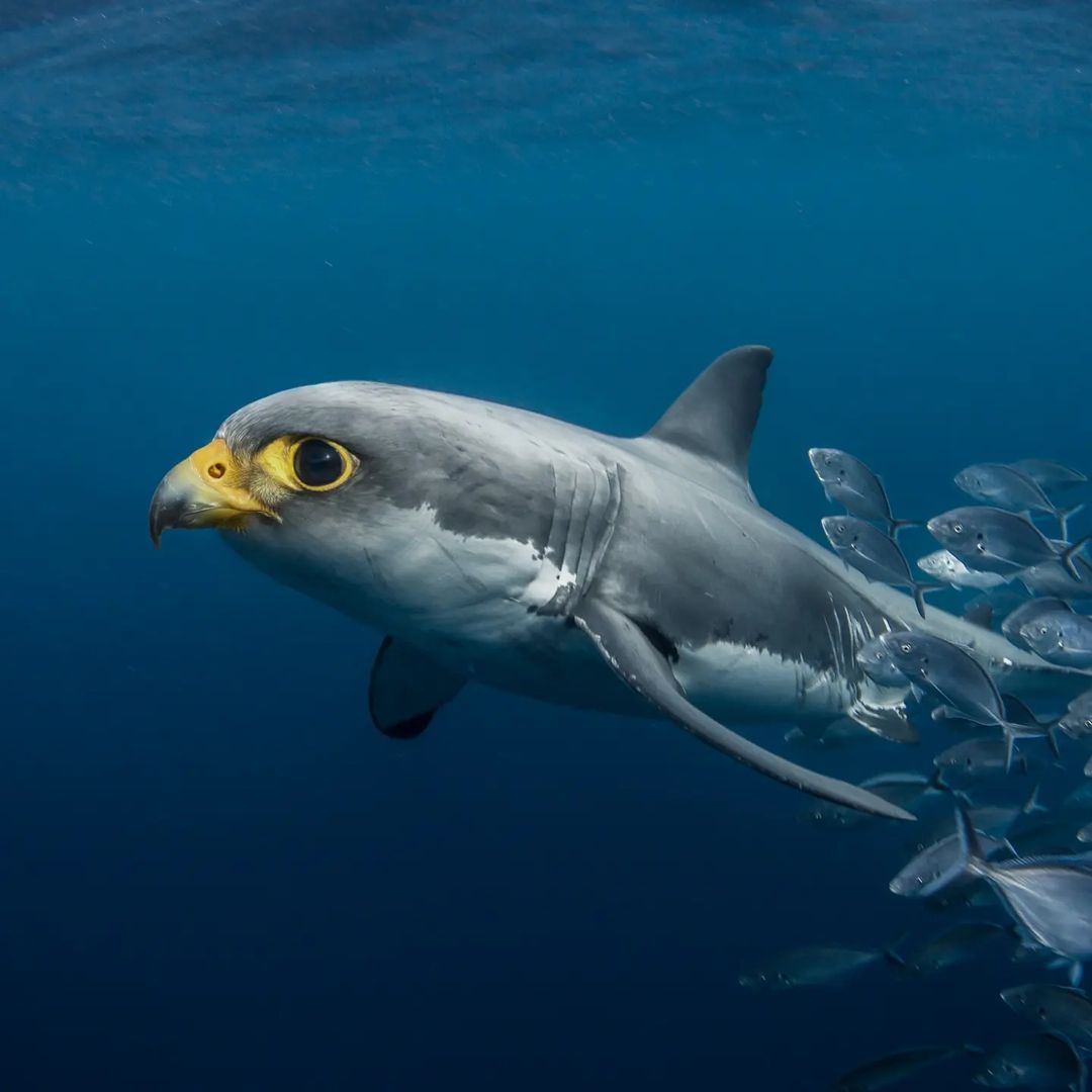 NAME this creature!
© Arne Olav Gurvin Fredriksen
☞ <a href="/gyyporama/">gyyporama</a>