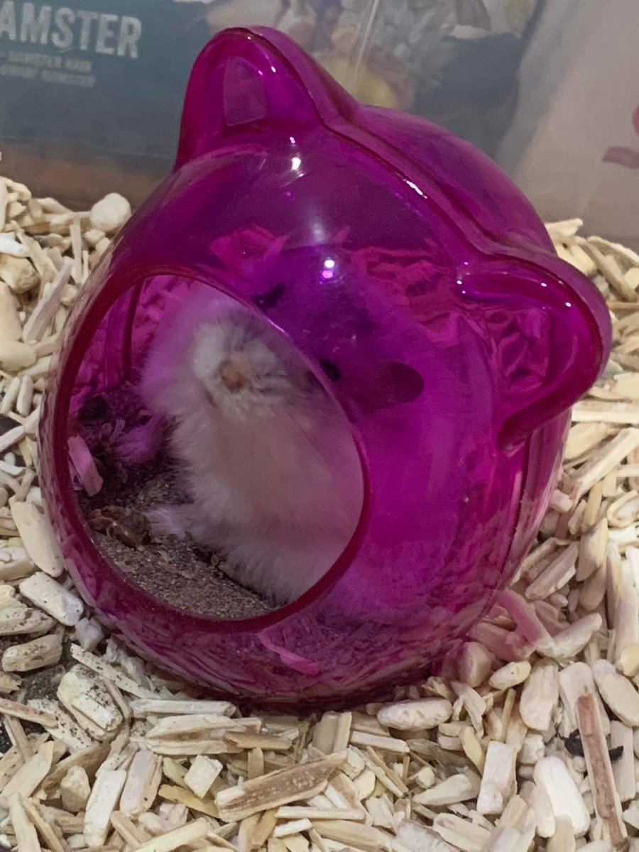 beets tweet media