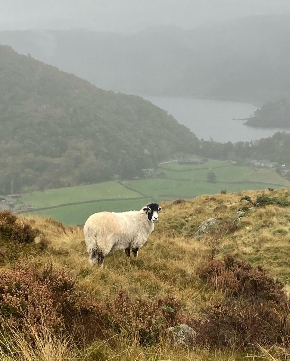 Windermere99's tweet photo. High Rigg walk near #keswick #lakedistrict . The bracken is turning gold before it dies back for the year. https://t.co/kmDawQ8H3H