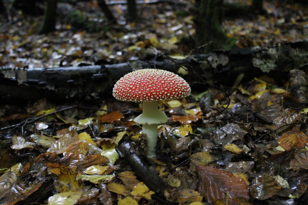 Myzelika tweet media