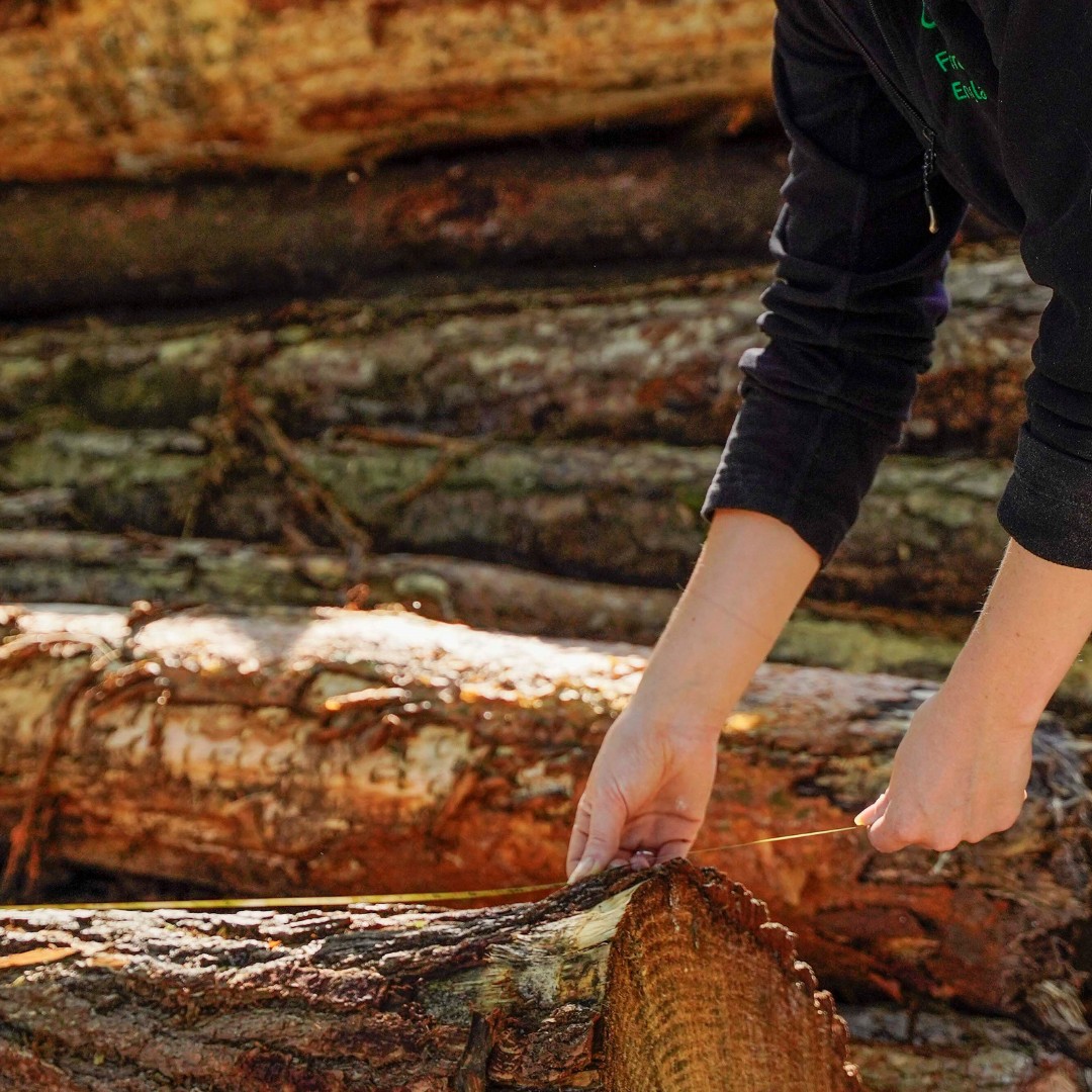 ForestryEngland's tweet photo. It's the end of #GiBWeek2022, but the nation's forests will continue to grow great British timber all year round!

Harvesting timber sustainably ensures forests are well looked after and increases their value 🌲 

Discover the importance of our work 👉  https://t.co/nKPIaUeESr https://t.co/vrWeUuKiLG