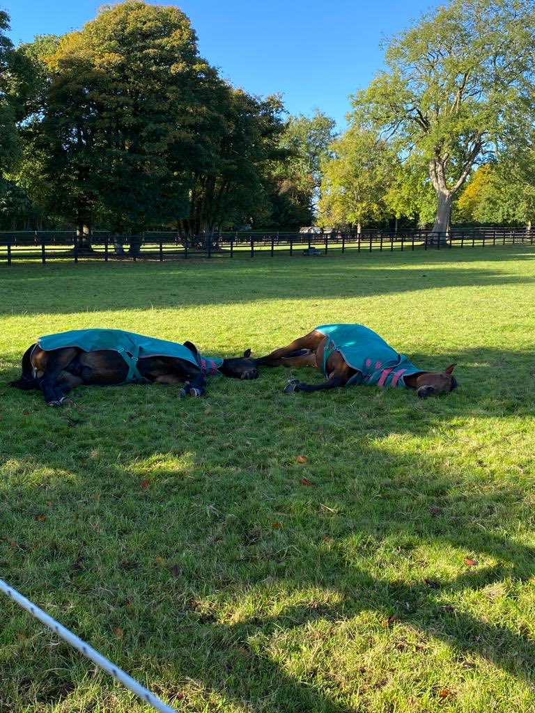 Faye Bramley Racing at Lodge Down Stables tweet media