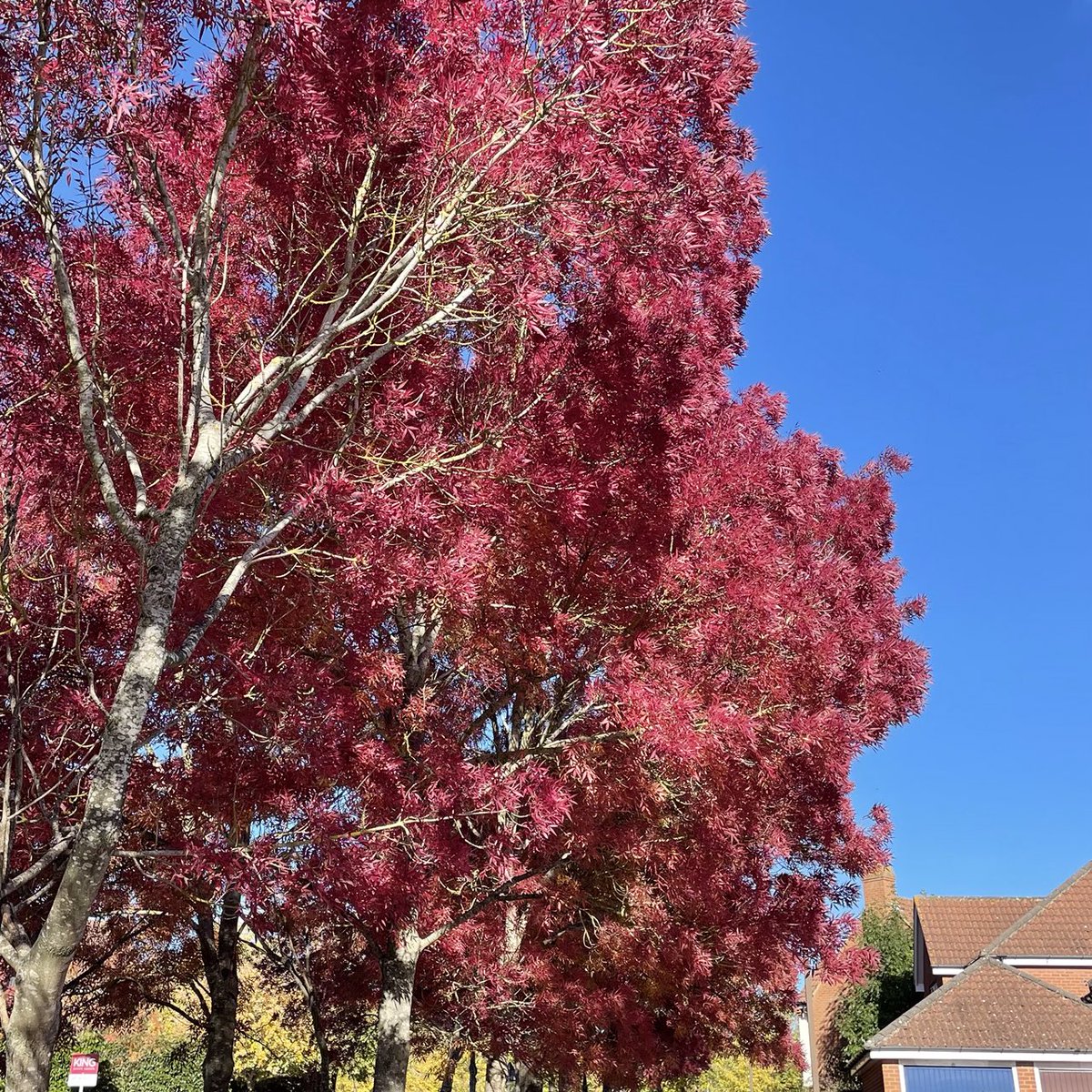 #autumn colours #loveMK