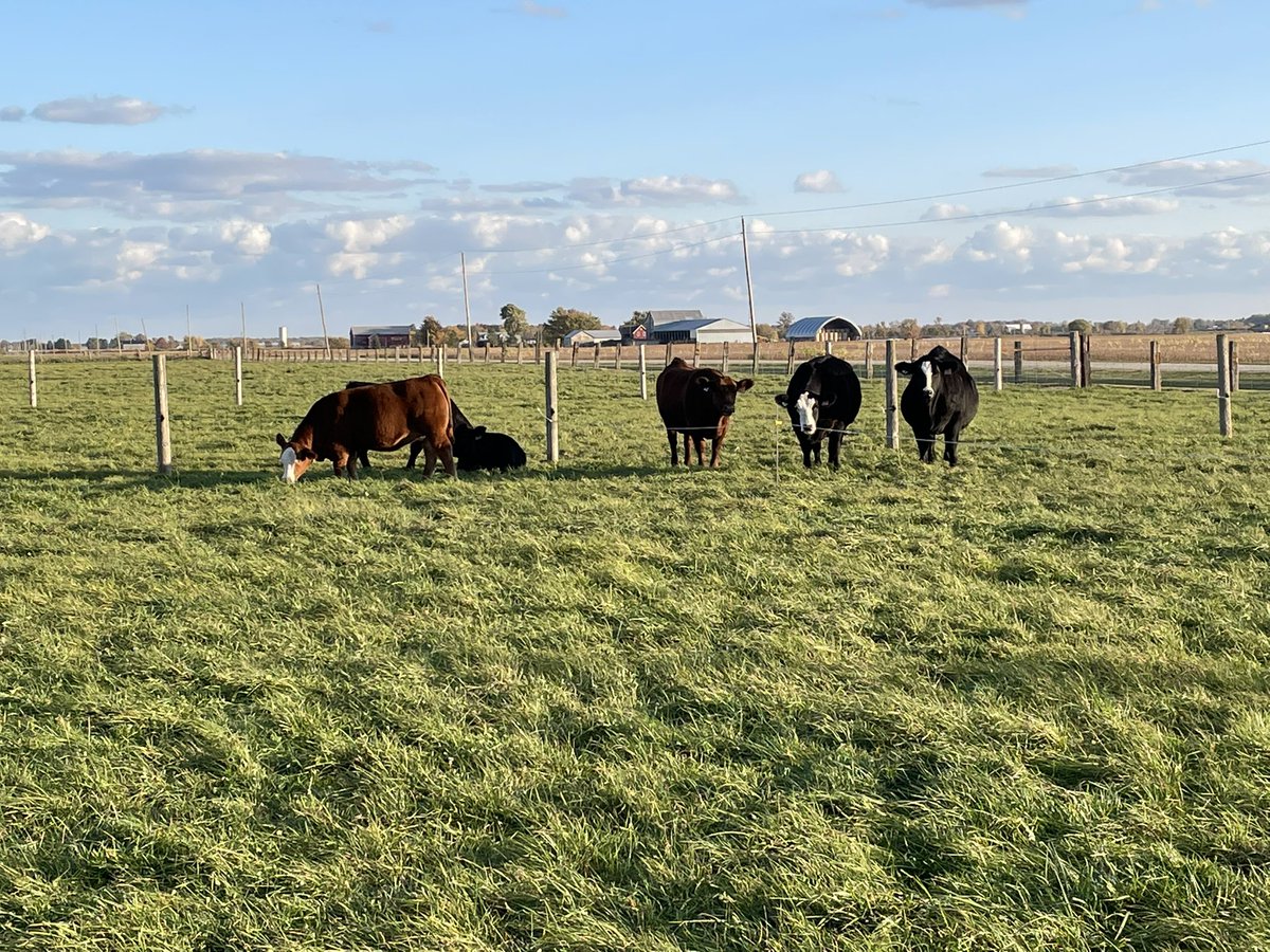 It’s sale day! Join us in Glencoe for the <a href="/riverpointcc/">Reed Crawford</a> and Guests Fall Gala Sale. Great set of Simmental genetics on offer. Online bidding also available through <a href="/DirectLivestock/">DLMS</a>  1pm est