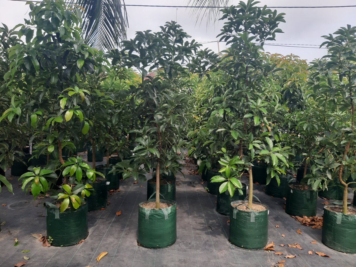 Mekar_Agrobibit's tweet photo. Siap dikebunkan, bibit alpokat

#MekarAgroNusantara
#TanamanProdoktif
#085646823101 https://t.co/Za04SV0akR