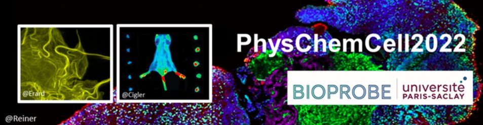 Tomorrow, it will be my pleasure to present the work of @IERP_aqua in thick #tissueimaging and #tissueclearing during the @PhysChemCell2022 conference at @ENS_ParisSaclay. @in_emerg @INRAE_DPT_SA @UnivParisSaclay #interdisciplinarity #bioprobes