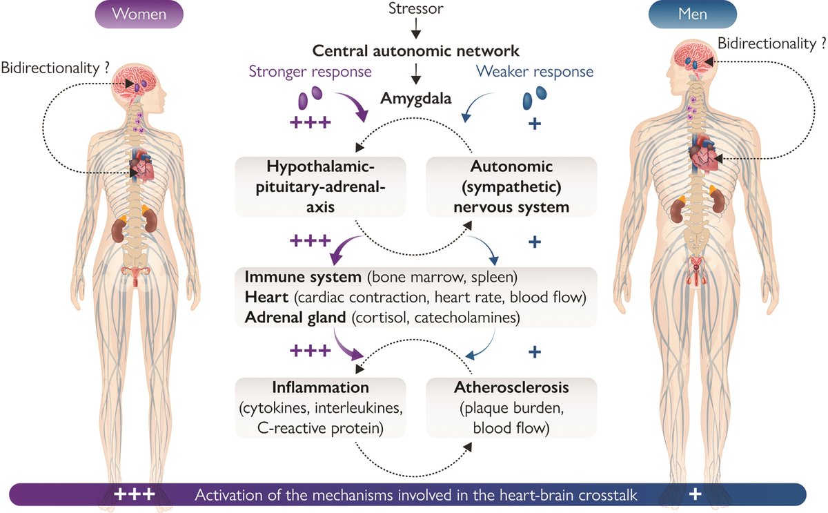 Heart–brain interactions in cardiac and brain diseases: why sex matters. A State-of-the-Art Review in #EHJ
<a href="/escardio/">European Society of Cardiology</a> <a href="/ESC_Journals/">European Society of Cardiology Journals</a> #CardioTwitter
academic.oup.com/eurheartj/arti…
