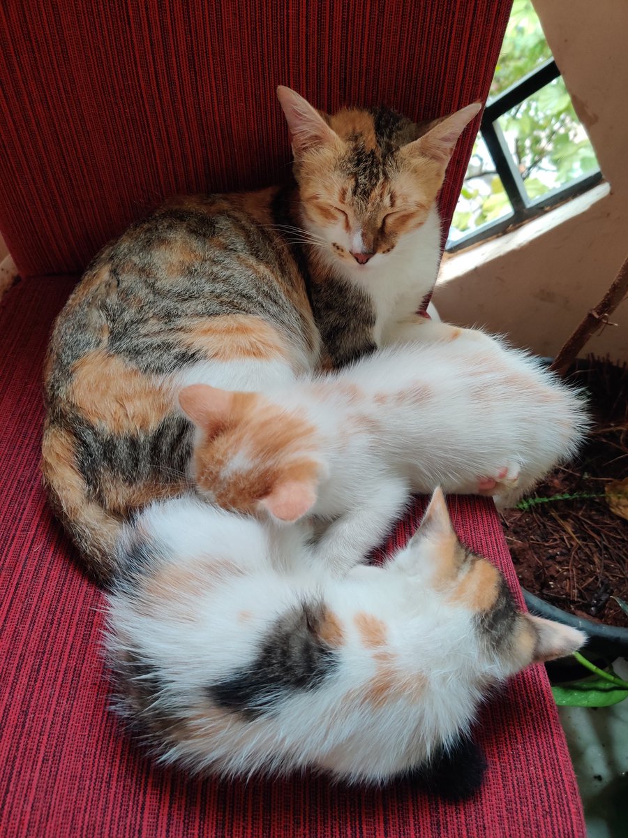 #Bangalore folks! These 2 meowblings are looking for a purrever home. They are 2 months old. I call them Rui and Mui coz they are soft and mush.🐾

Please reach out to me if you're interested to adopt them. Would appreciate if y'all can RT/ amplify..✨❤️