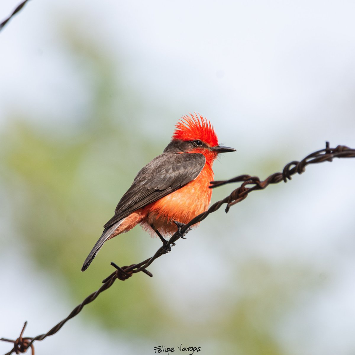 felvarbirding's tweet photo. Otra de las especies registradas desde mi ventana, sin salir de mi casa. Sigue siendo común, pero tengo entendido que era muy abundante, que al disminuir los espacios verdes en la ciudad ya no es tan fácil verlo.
#birds #urban #fire #vermelho #titiribi https://t.co/7iKKf519k8