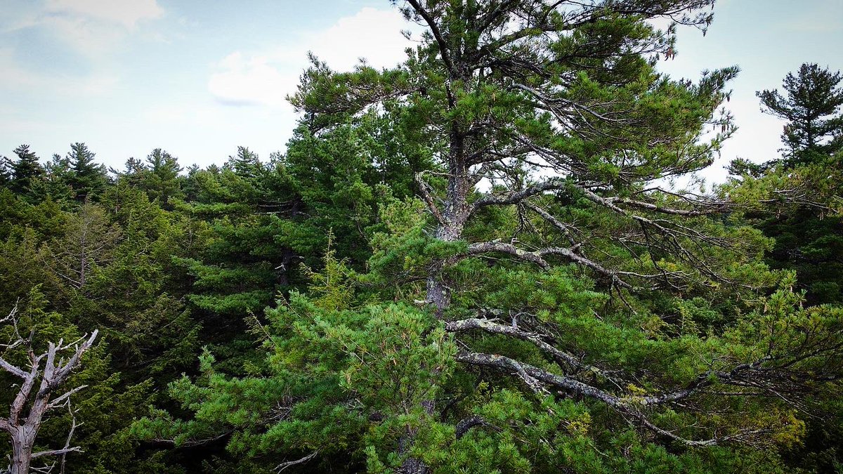 Old-growth pines from a drone.

This never-cut patch of forest in my town is dominated by giant white pines, up to 140’ and 200 y.o., their lofty bits hidden from the ground.

Massachusetts has dozens of other unprotected #oldgrowth tracts like it: instagram.com/p/CjxzntiO8c6/…