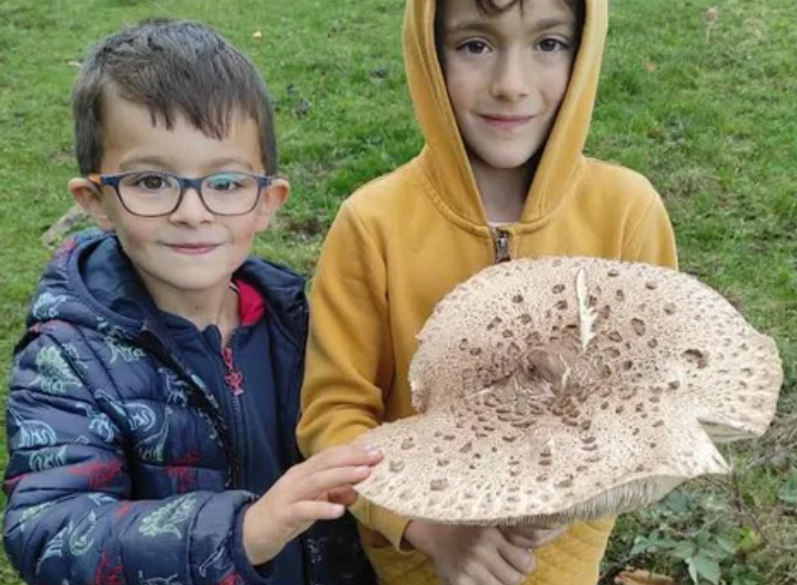 lamontagne_riom's tweet photo. Un champignon spectaculaire cueilli par deux enfants près de #Sayat (#PuydeDôme)
https://t.co/rgIuqad2Tp https://t.co/Z8qVIkBLqQ