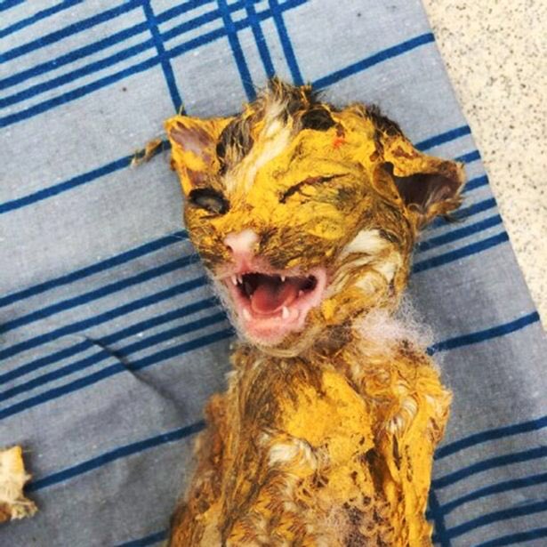 JustStopOil (@juststop__oil) on Twitter photo Pets are a waste of resources and a major source of climate change. Brave <a href="/JustStop_Oil/">Just Stop Oil</a> activists struck this cat with paint today to make our point. Pets are a waste of resources and a major source of climate change. Brave <a href="/JustStop_Oil/">Just Stop Oil</a> activists struck this cat with paint today to make our point.