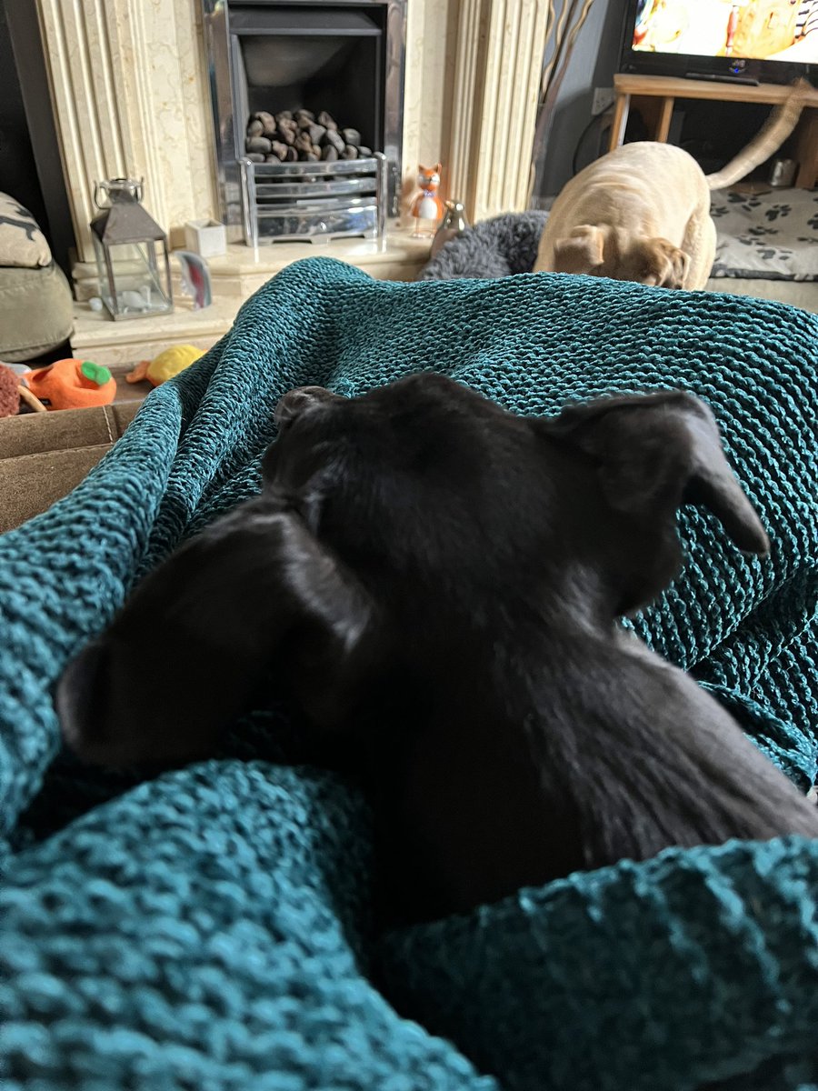 milliethefish's tweet image. Loving my new snuggly blanket, it’s w cuddle up kind of day #snuggletime #sofasnuggles #comfy