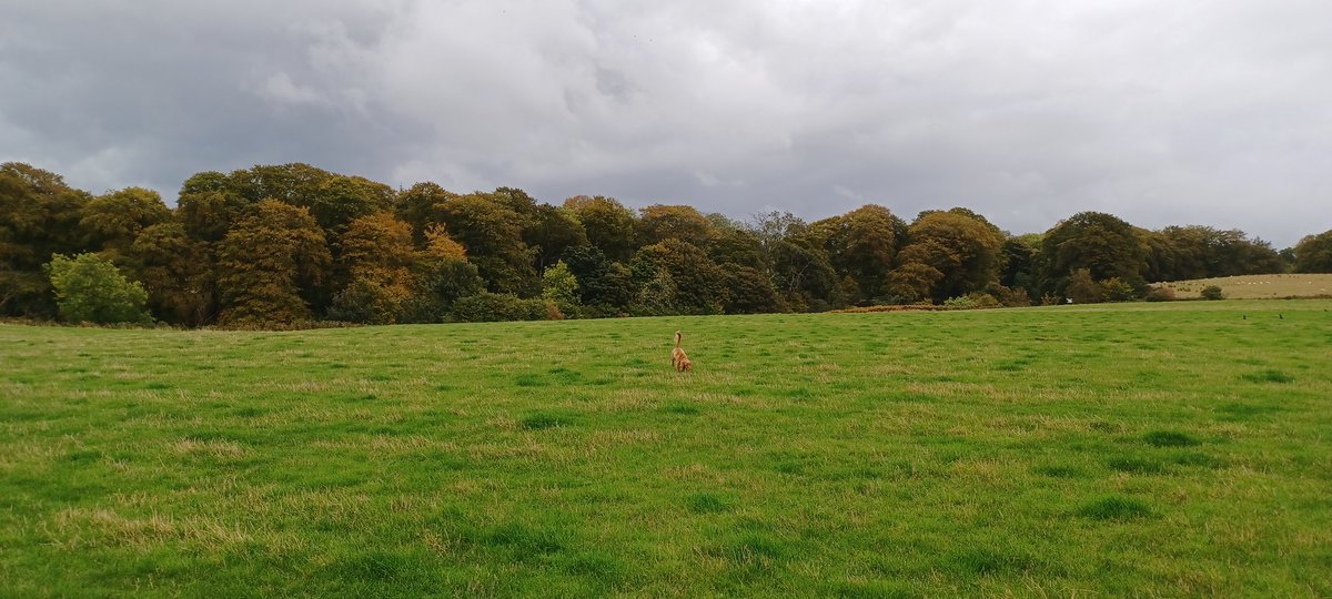 Lorraine McLean tweet media