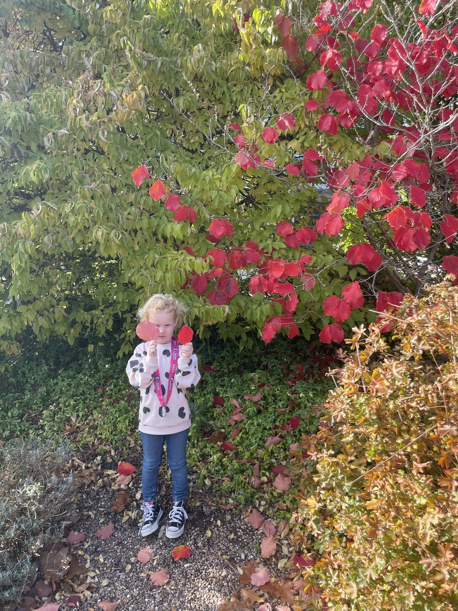 philburton85's tweet photo. @OPALLSUNSHINES Evie found some very red leaves after she’d been to watch Daddy finish the Yorkshire Marathon (and helped him walk to the car…!) https://t.co/wy5DP5vruq