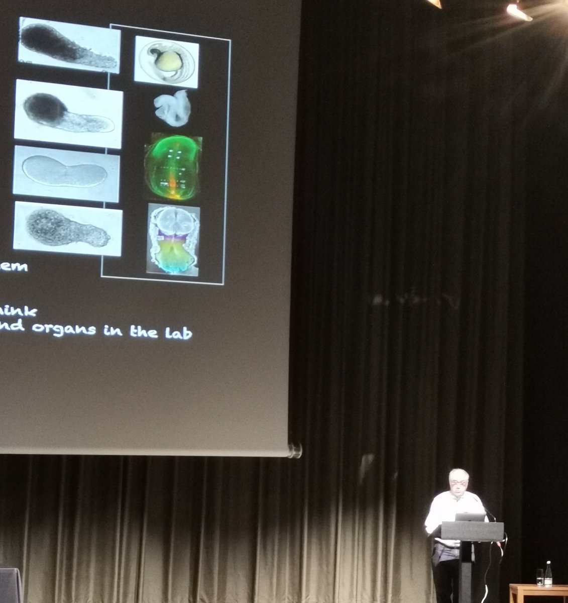 Interesting talk by <a href="/AMA_lab/">Martinez Arias lab</a> about how gastraloids have teased him and kept him curious. Really fascinating to see embryonic stem cells from different species forming similar shapes in vitro.