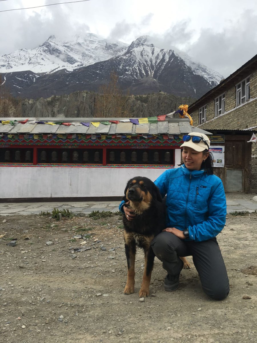 torvaanser's tweet photo. Throwback to 2018 - the most travelled mutt in our distemper survey travelled 15km daily and was encountered in four villages during our month long effort in Nepal's central Himalaya. #HimalayanMuttProject Thanks to our veterinarian, Dr Gim Ng, for the photo. No, were not related https://t.co/YA1XQZTq8l