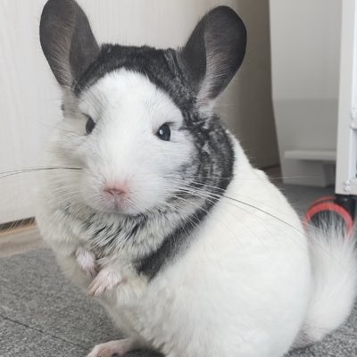 omaru0205's tweet photo. #新しいプロフィール画像 https://t.co/APOPRQBfT8