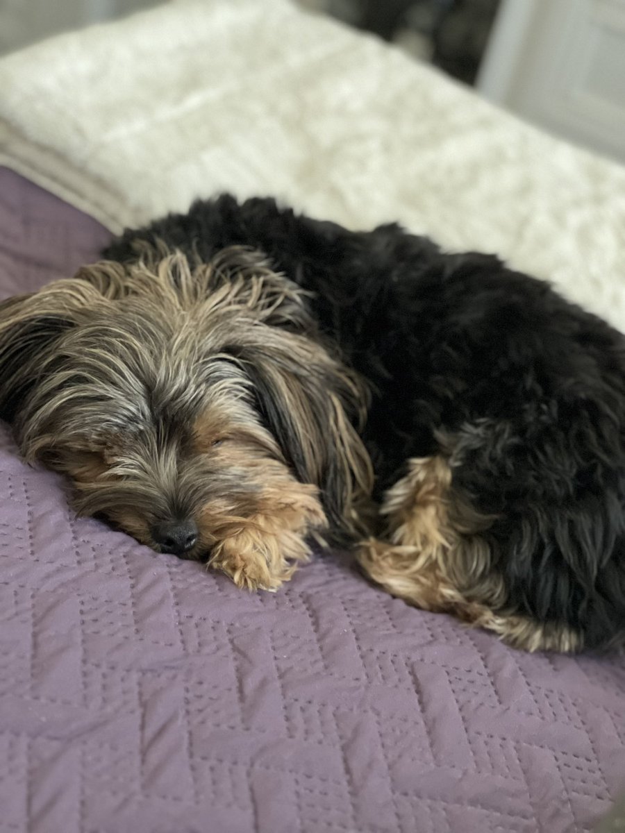 SheaButterr's tweet photo. sundays are for naps 💤 https://t.co/NWFD0pMZHQ