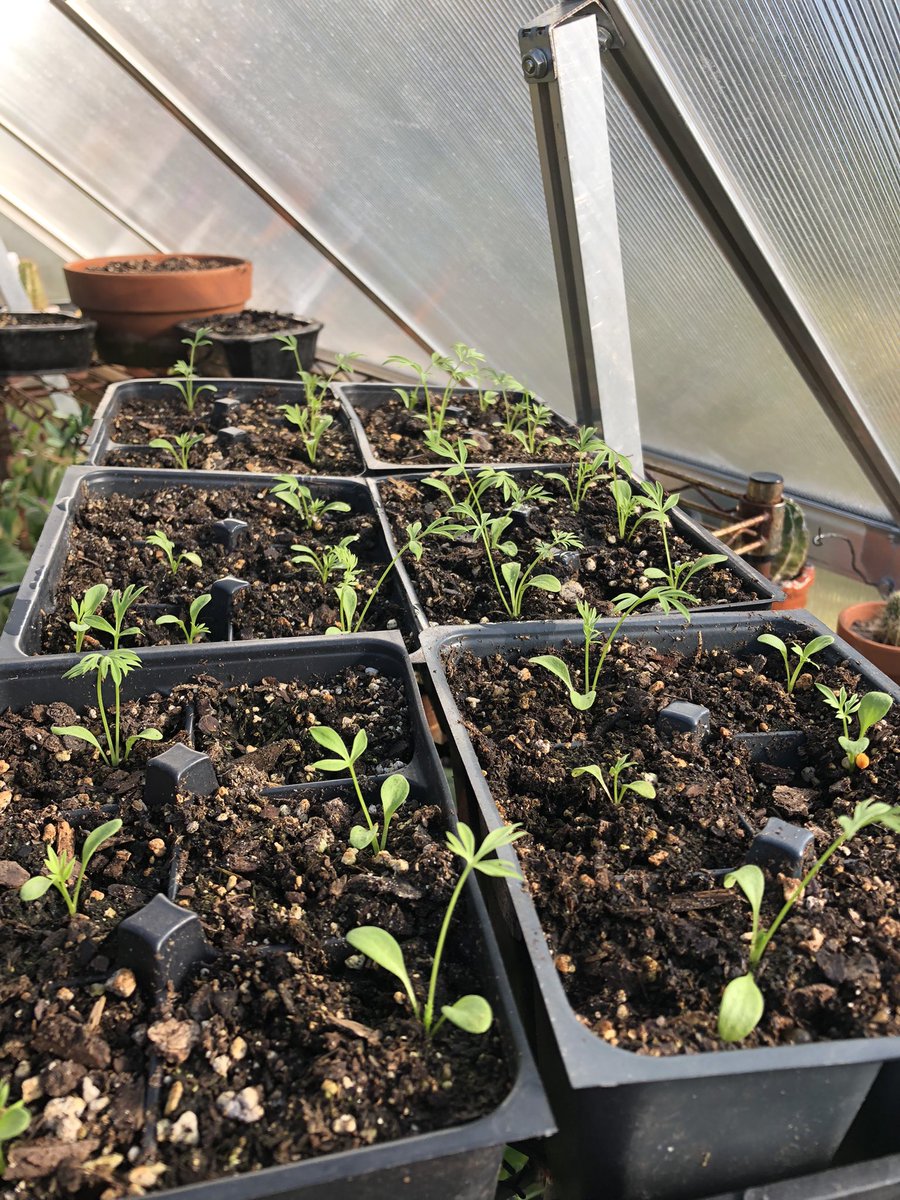 ilenagm's tweet photo. #ThinkingSpring in #Autumn is it to early to already have Hollyhocks and Delphiniums started for spring 2023? 😂🤷🏼♀️
#GardeningTwitter #Plants #Gardening https://t.co/lkEvtQVscG