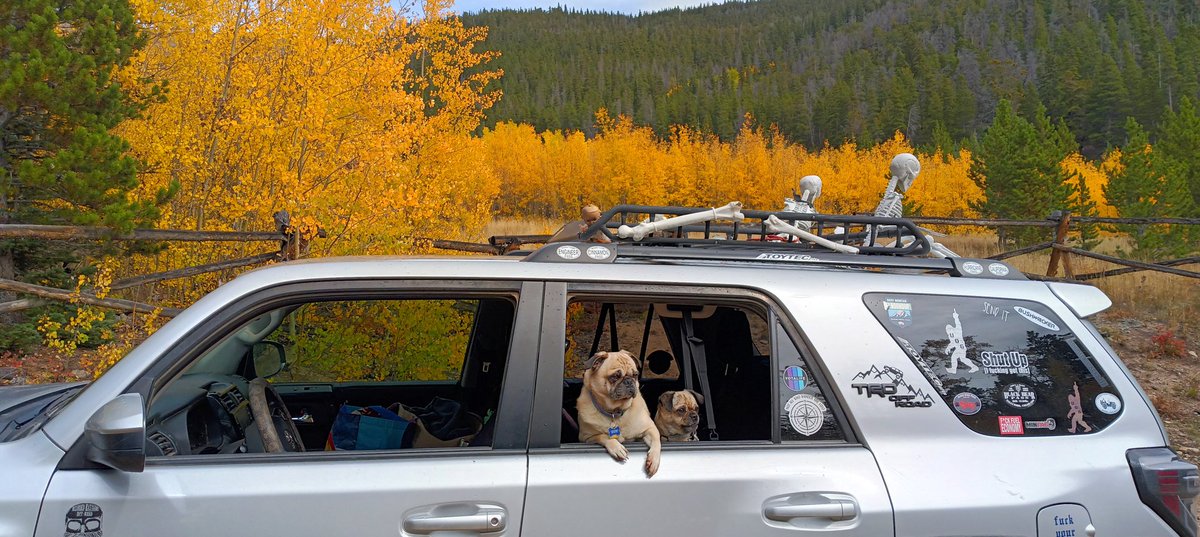 azdowney2288's tweet photo. Missed #nationalpugday because we were out adventuring with our mom 🤗We hope everyone had lots of treats and snuggles #pugs #aparn #LetsGoPlaces #adoptdontshop https://t.co/F5IySDYHsZ