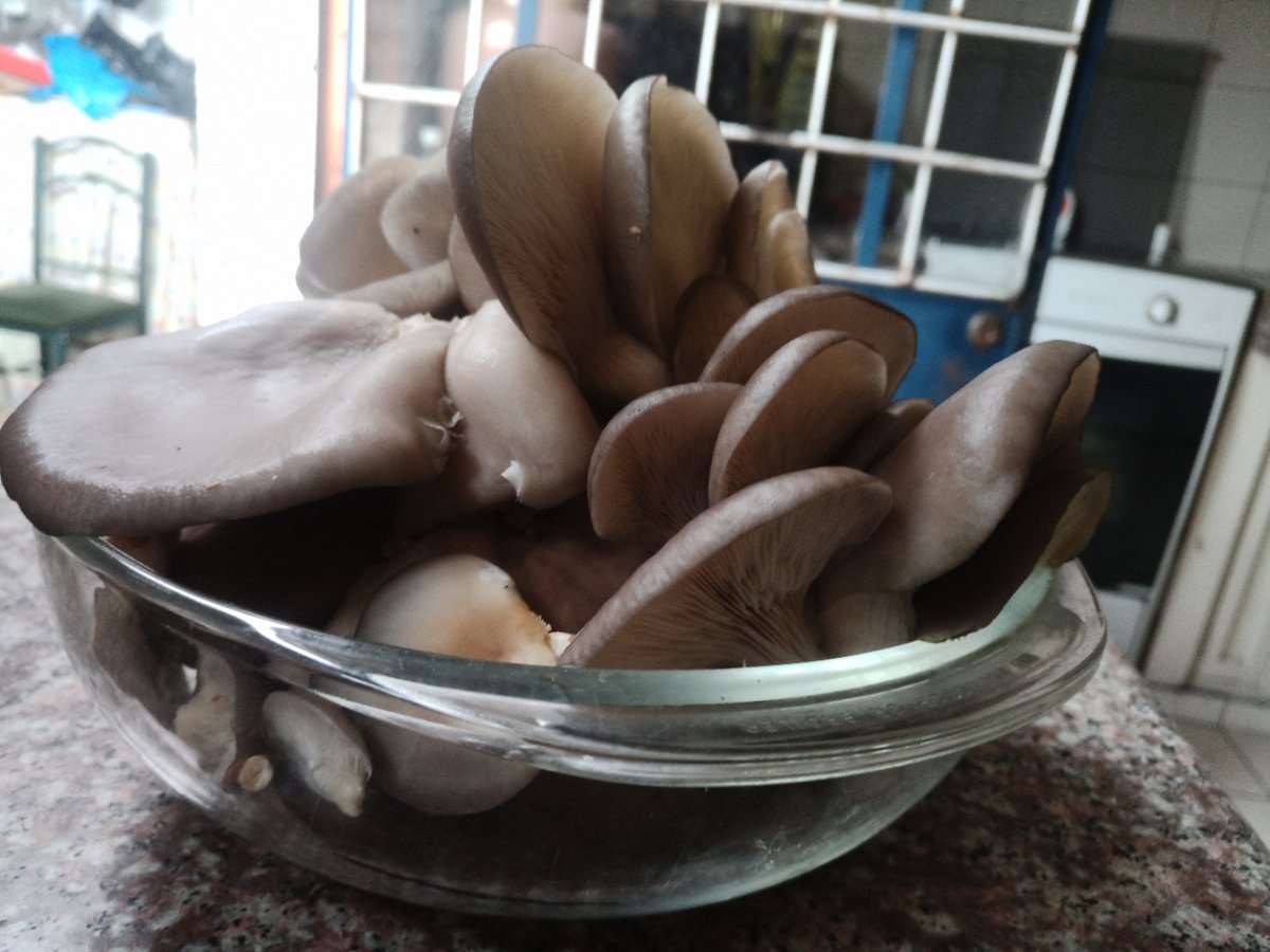 SporeWorld's tweet photo. deliciosas!!! #sporeworld #micolegas #micologia #hongos #setas #cultivodehongos #cultivodesetas https://t.co/WogCGZF4UO