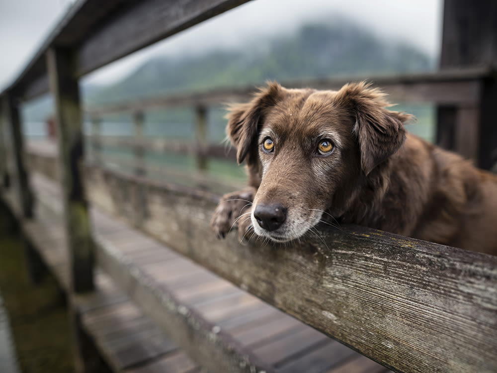 DailyDog24's tweet photo. Daily dog #89 https://t.co/grTKVExEYA