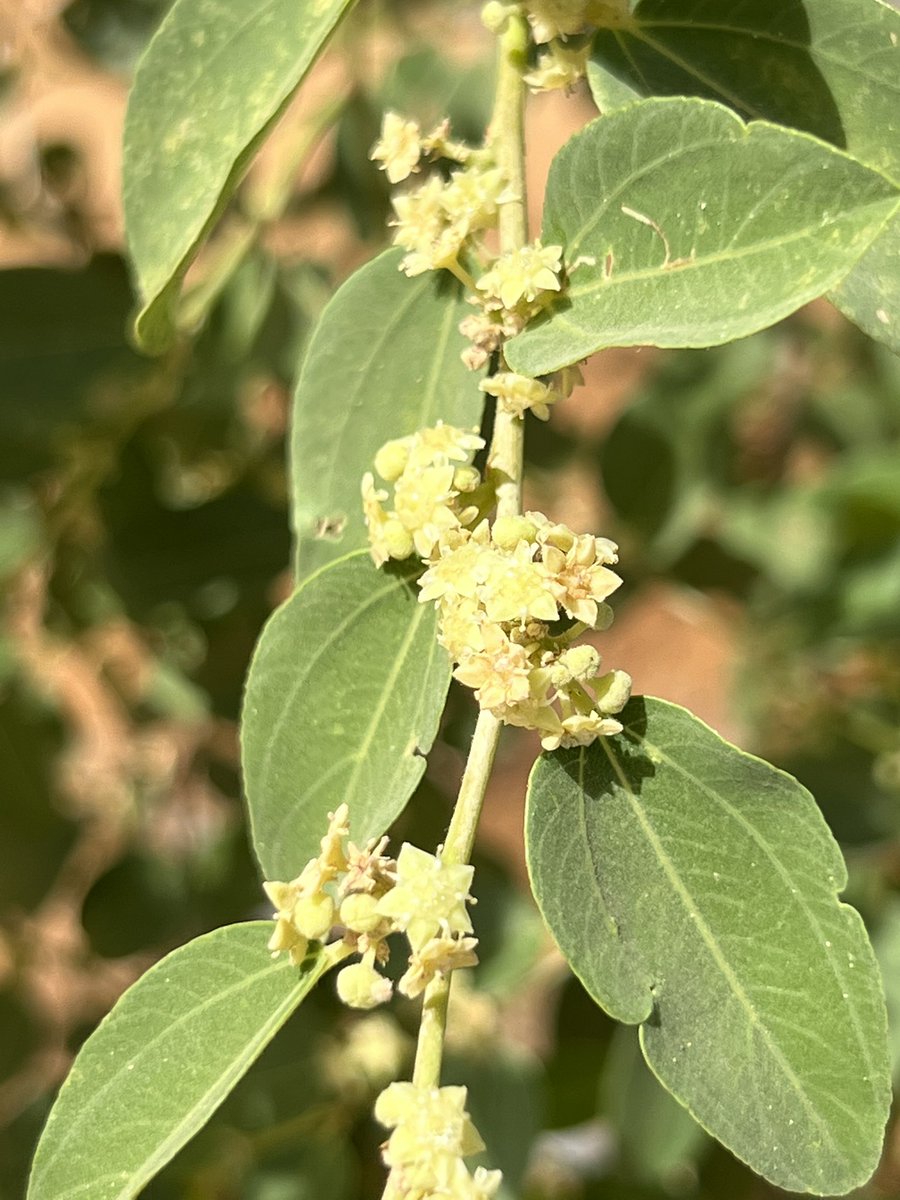 ازهار السدر البلدي ماشاء الله.