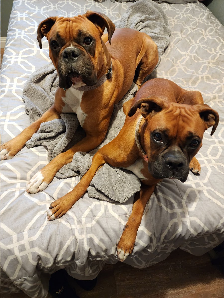 Cholo_Nerd's tweet photo. Before and after #Boxer #dogsoftwitter #BoxerLife https://t.co/AtjGzVVgUG
