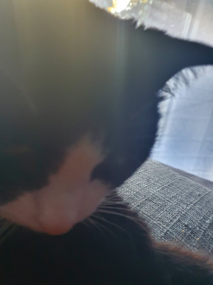 Akw13022's tweet photo. #Max #Twittercat 
Es ist schön, wenn sich dein Kater mit über 15 wohl fühlt. Muss er dir nicht unbedingt nachts um 2 zeigen, wenn er auf dich drauf springt, Milch tritt und sich auf dir schlafen legt und sein Schnurren direkt am Ohr dich wach hält. Aber er darf es https://t.co/tXRTiMgJzW