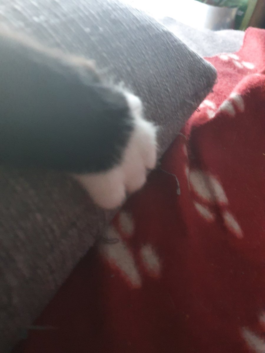 Akw13022's tweet photo. #Max #Twittercat 
Es ist schön, wenn sich dein Kater mit über 15 wohl fühlt. Muss er dir nicht unbedingt nachts um 2 zeigen, wenn er auf dich drauf springt, Milch tritt und sich auf dir schlafen legt und sein Schnurren direkt am Ohr dich wach hält. Aber er darf es https://t.co/tXRTiMgJzW