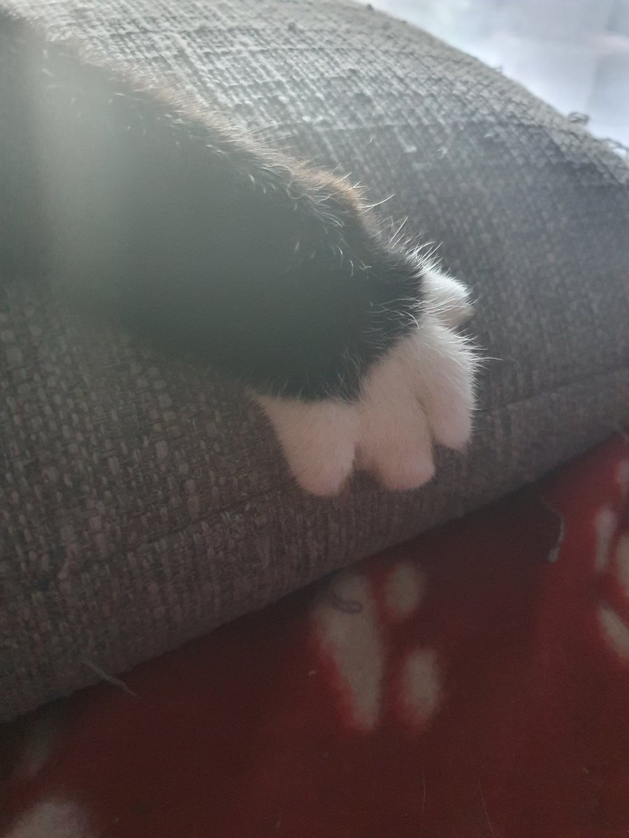 Akw13022's tweet photo. #Max #Twittercat 
Es ist schön, wenn sich dein Kater mit über 15 wohl fühlt. Muss er dir nicht unbedingt nachts um 2 zeigen, wenn er auf dich drauf springt, Milch tritt und sich auf dir schlafen legt und sein Schnurren direkt am Ohr dich wach hält. Aber er darf es https://t.co/tXRTiMgJzW