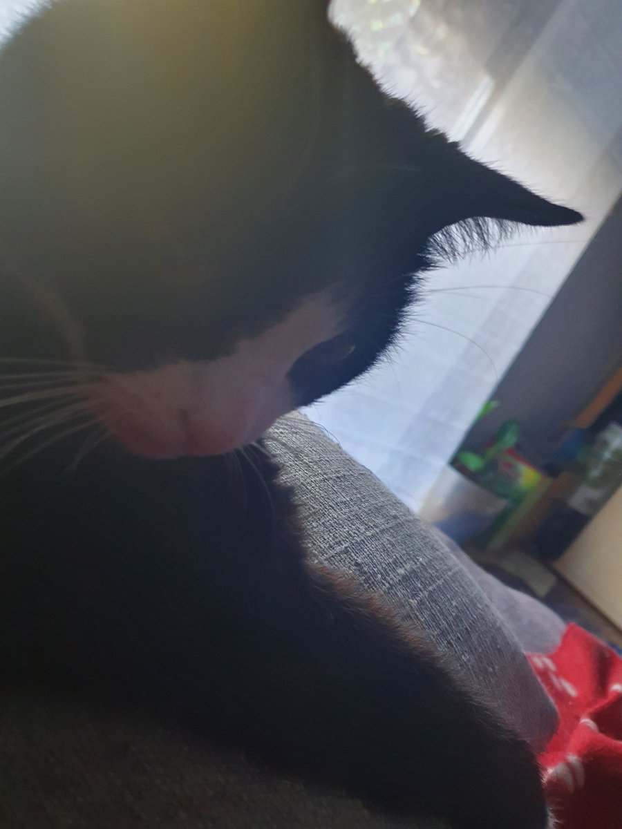 Akw13022's tweet photo. #Max #Twittercat 
Es ist schön, wenn sich dein Kater mit über 15 wohl fühlt. Muss er dir nicht unbedingt nachts um 2 zeigen, wenn er auf dich drauf springt, Milch tritt und sich auf dir schlafen legt und sein Schnurren direkt am Ohr dich wach hält. Aber er darf es https://t.co/tXRTiMgJzW