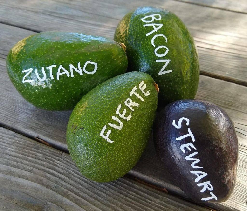 The Fuerte Avocado is a medium to large fruit with an elongated pyriform (pear) shape ranging from around five to sixteen ounces. Its skin is smooth, easy to peel & its flesh is thick, yellow & 18% oil. Its flavor is rich & creamy with notes of hazelnut & a lemony, grassy finish.