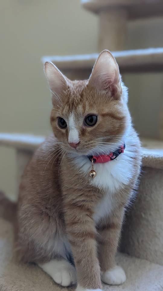 andytdc28's tweet photo. These babies need a forever home! The Maverick kittens (through @CityDogsRescue) are good with each other, dogs, and other cats. Help us get them adopted in DC! Cc: @JortsTheCat https://t.co/0r7DpMqHb4