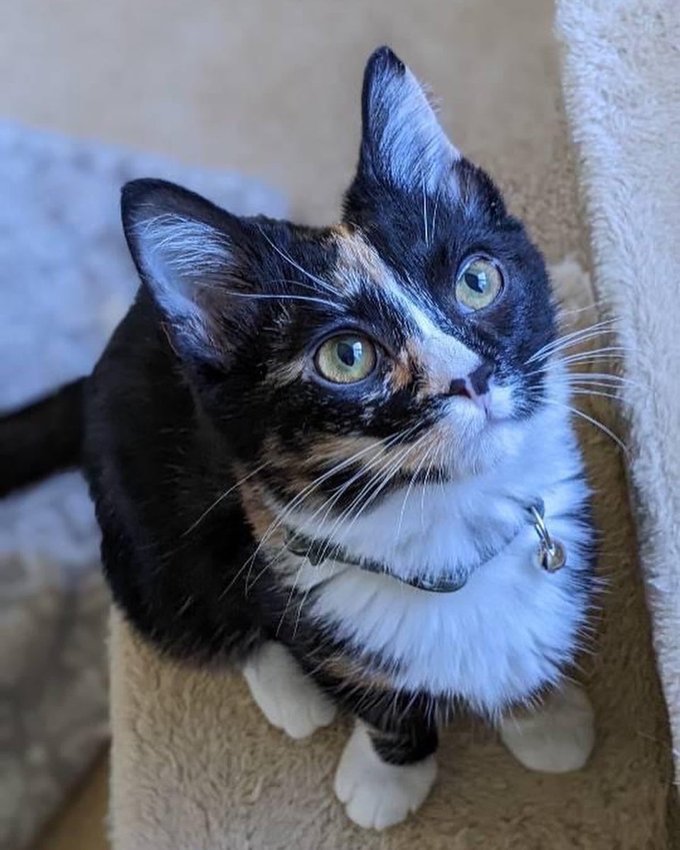 andytdc28's tweet photo. These babies need a forever home! The Maverick kittens (through @CityDogsRescue) are good with each other, dogs, and other cats. Help us get them adopted in DC! Cc: @JortsTheCat https://t.co/0r7DpMqHb4