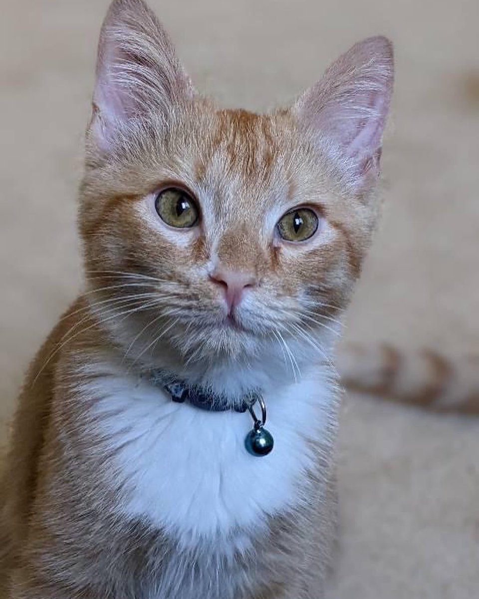 andytdc28's tweet photo. These babies need a forever home! The Maverick kittens (through @CityDogsRescue) are good with each other, dogs, and other cats. Help us get them adopted in DC! Cc: @JortsTheCat https://t.co/0r7DpMqHb4