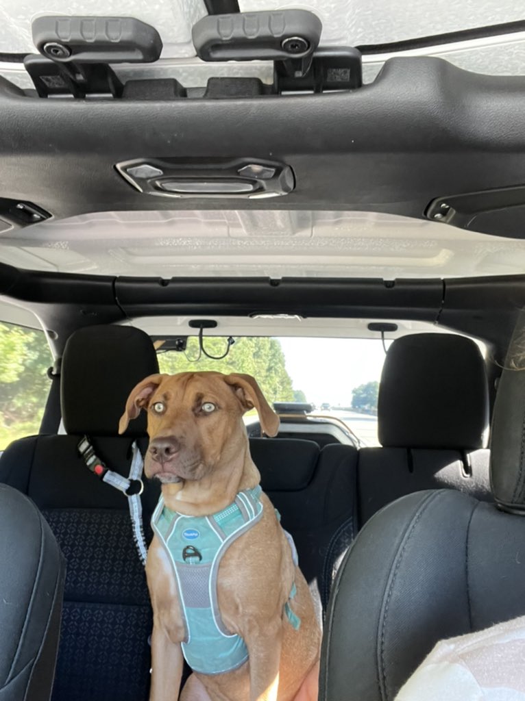 terrye_thorp's tweet photo. I told Journey we were going to go see Nitto after I cleaned up in the kitchen. She got her harness and proceeded to carry it around while barking-she was excited about a playdate.
Head out the window on the highway- living her best life.
#Journey #rescuepup #Jeep #Jeeppup https://t.co/gFllqt7L3Y