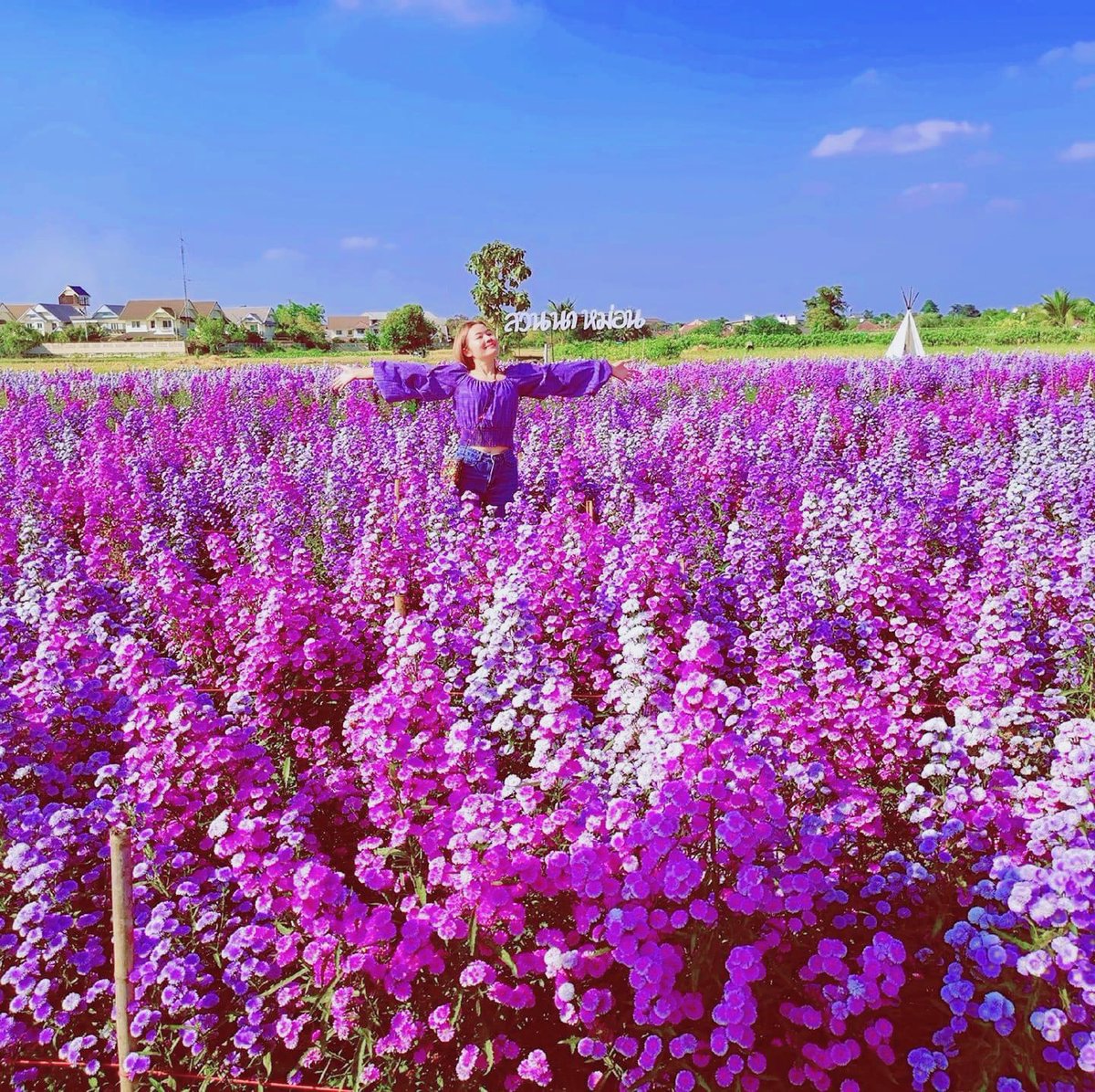 My world fresh purple